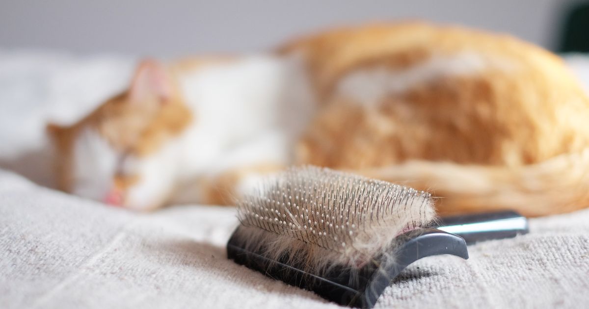 How to Keep Pet Hair from Taking Over Your Home