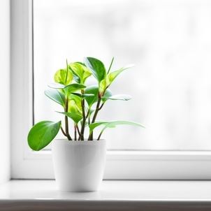 How to Clean Windowsills and Window Tracks